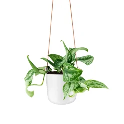 Eva Solo Selvvandende Potter^Urtepotte - 15 cm - Chalk white